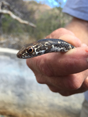Masticophis fuliginosus