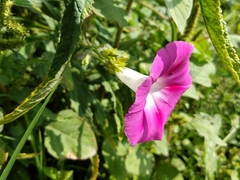 Ipomoea purpurea