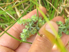 Alchemilla aphanoides