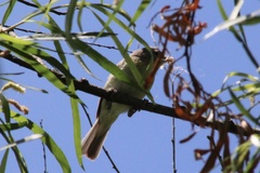 Vireo bellii bellii