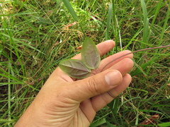 Mikania laurifolia
