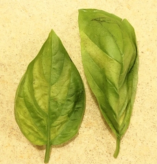 Peronospora belbahrii