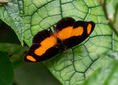 Catonephele salambria