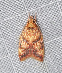Lophopepla igniferella