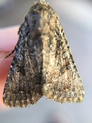 Lepidoptera