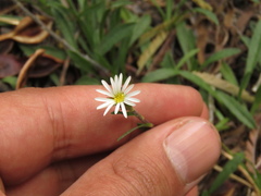 Noticastrum marginatum