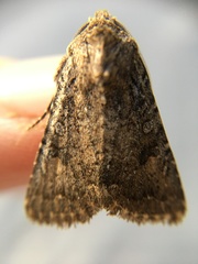 Lepidoptera