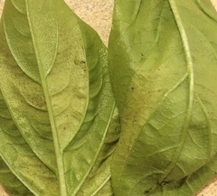 Peronospora belbahrii