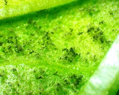 Peronospora belbahrii