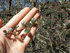 Ceanothus verrucosus
