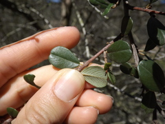 Ceanothus verrucosus
