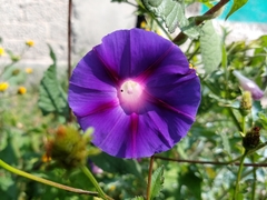 Ipomoea purpurea