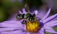 Megachile petulans