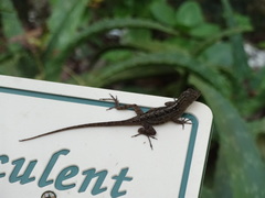 Anolis sagrei