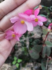Begonia tapatia