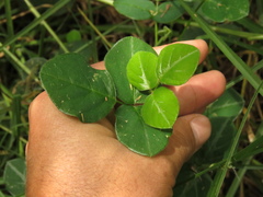 Desmodium molliculum