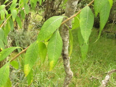 Lycianthes lycioides