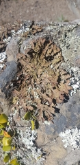 Pseudocyphellaria holarctica