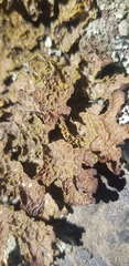 Pseudocyphellaria holarctica