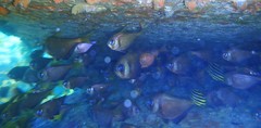 Pempheris compressa