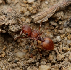 Meranoplus oceanicus