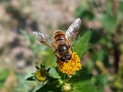 Eristalis tenax