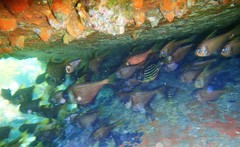 Pempheris compressa