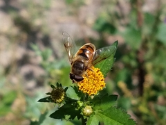 Eristalis tenax