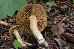 Cortinarius clandestinus