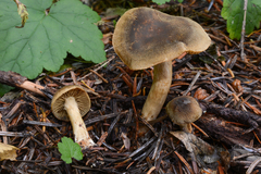 Cortinarius clandestinus