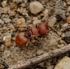 Meranoplus oceanicus