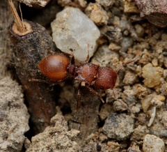 Meranoplus oceanicus