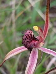 Caladenia caudata