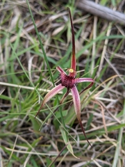 Caladenia caudata