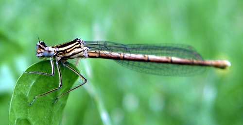 Blue Featherleg photo 6