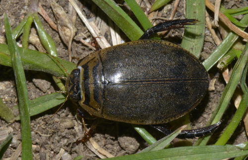 Lesser Diving-beetle