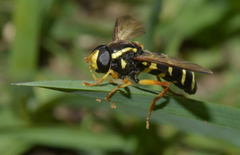 Xanthogramma citrofasciatum