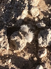 Dasymutilla pseudopappus