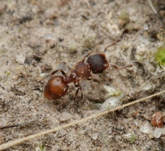 Meranoplus puryi