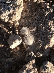 Dasymutilla pseudopappus