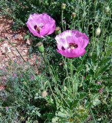 Papaver somniferum setigerum