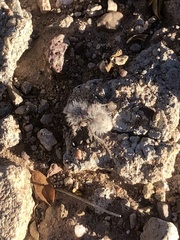 Dasymutilla pseudopappus