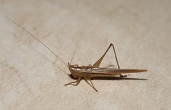 Conocephalus upoluensis