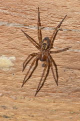 Amaurobius fenestralis