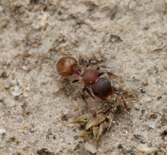 Meranoplus puryi