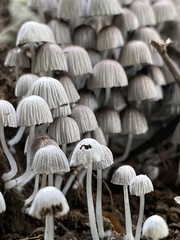 Coprinellus disseminatus