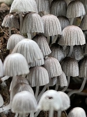 Coprinellus disseminatus