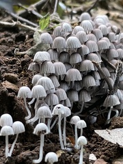 Coprinellus disseminatus