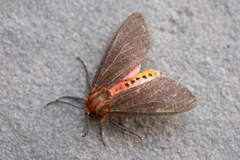 Mazaeras francki