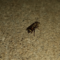 Ropalidia flavobrunnea